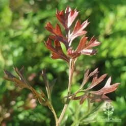Grevillea Carpet Layer 17 Grevillea Carpet Layer -NatureNest Shop apo grevillea carpet layer new leaf colour