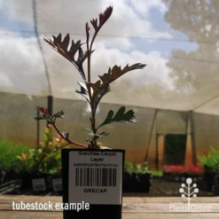 Grevillea Carpet Layer 18 Grevillea Carpet Layer -NatureNest Shop apo grevillea carpetlayer tubestock