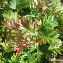 Grevillea Gaudichaudii 16 Grevillea Gaudichaudii -NatureNest Shop apo grevillea gaudichaudi foliage