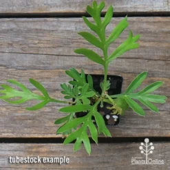 Grevillea Lemon Baby 7 Grevillea Lemon Baby -NatureNest Shop apo grevillea lemon baby tubestock top