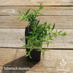 Grevillea Lemon Daze 9 Grevillea Lemon Daze -NatureNest Shop apo grevillea lemon daze tubestock top