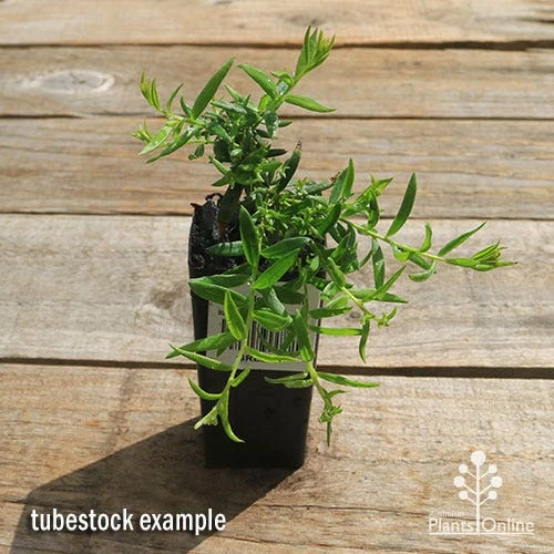 Grevillea Lemon Daze 4 Grevillea Lemon Daze - Image 4