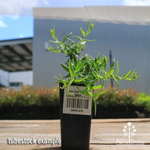 Grevillea Lemon Daze 2 Grevillea Lemon Daze - Image 2