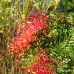 Grevillea Little Robyn -NatureNest Shop apo grevillea little robyn flowers