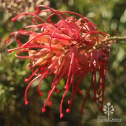 Grevillea Little Robyn -NatureNest Shop apo grevillea little robyn open sunshine