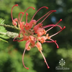 Grevillea Loopy Lou -NatureNest Shop apo grevillea loopy lou full open