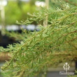 Grevillea Mini Marvel -NatureNest Shop apo grevillea mini marvel weeping