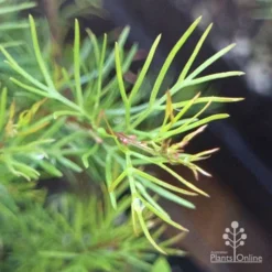 Grevillea Silk Carpet -NatureNest Shop apo grevillea pinaster new foliage