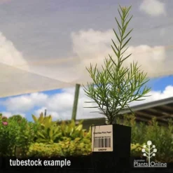 Grevillea Pink Pearl -NatureNest Shop apo grevillea pink pearl tubestock