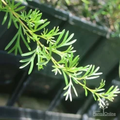Grevillea Red Wings -NatureNest Shop apo grevillea red wings stem