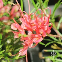 Grevillea Silk Carpet -NatureNest Shop apo grevillea silk carpet flower open