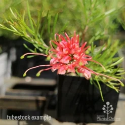 Grevillea Silk Carpet -NatureNest Shop apo grevillea silk carpet tubestock