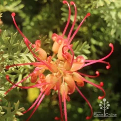 Grevillea Soopa Doopa 17 Grevillea Soopa Doopa -NatureNest Shop apo grevillea soopa doopa flower