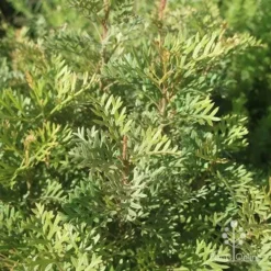 Grevillea Soopa Doopa 18 Grevillea Soopa Doopa -NatureNest Shop apo grevillea soopa doopa foliage2