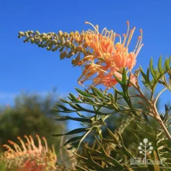 Grevillea Strawberry Pops -NatureNest Shop apo grevillea strawberry pops blue sky