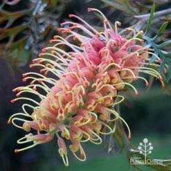 Grevillea Strawberry Pops -NatureNest Shop apo grevillea strawberry pops colour in shade
