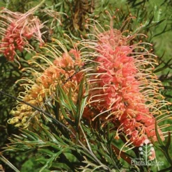 Grevillea Strawberry Pops -NatureNest Shop apo grevillea strawberry pops flowers