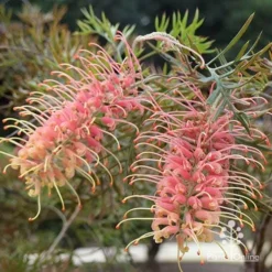 Grevillea Strawberry Pops -NatureNest Shop apo grevillea strawberry pops in shade