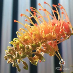 Grevillea Strawberry Pops -NatureNest Shop apo grevillea strawberry pops opening