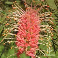 Grevillea Strawberry Pops -NatureNest Shop apo grevillea strawberry pops pink