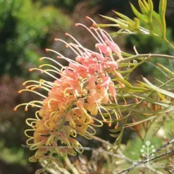 Grevillea Strawberry Pops -NatureNest Shop apo grevillea strawberry pops sunlit