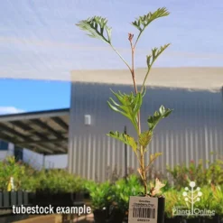 Grevillea Strawberry Pops -NatureNest Shop apo grevillea strawberry pops tubestock