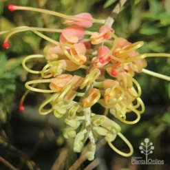 Grevillea Strawberry Sundae -NatureNest Shop apo grevillea strawberry sundae opening