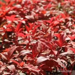 Nandina Gulf Stream 18 Nandina Gulf Stream -NatureNest Shop apo gulf stream winter colour
