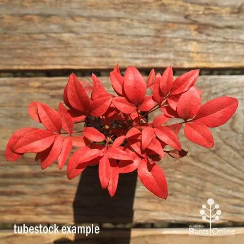 Nandina Gulf Stream 3 Nandina Gulf Stream - Image 3