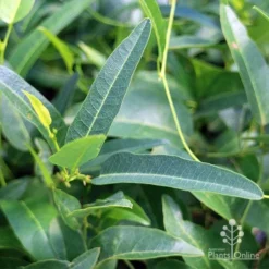 Hardenbergia Snow White - White Coral Pea -NatureNest Shop apo hardenbergia snow white foliage