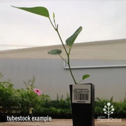 Hardenbergia Snow White - White Coral Pea -NatureNest Shop apo hardenbergia snow white tubestock