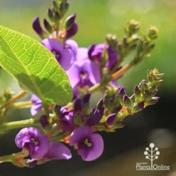 Hardenbergia Sweetheart - Purple Coral Pea -NatureNest Shop apo hardenbergia sweetheart flowerbuds closeup