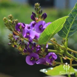 Hardenbergia Sweetheart - Purple Coral Pea -NatureNest Shop apo hardenbergia sweetheart flowers