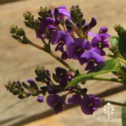 Hardenbergia Sweetheart - Purple Coral Pea -NatureNest Shop apo hardenbergia sweetheart flowers closeup