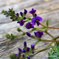 Hardenbergia Sweetheart - Purple Coral Pea -NatureNest Shop apo hardenbergia sweetheart flowers shade