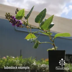 Hardenbergia Sweetheart - Purple Coral Pea -NatureNest Shop apo hardenbergia sweetheart tubestock