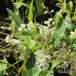 Hardenbergia Snow White - White Coral Pea -NatureNest Shop apo hardenbergia white flowering tubestock