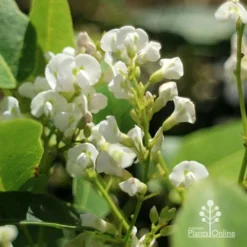 Hardenbergia Snow White - White Coral Pea -NatureNest Shop apo hardenbergia white flowers2
