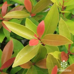 Acmena Hemilampra - Blush Satinash -NatureNest Shop apo hemilampra foliage september