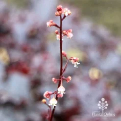Heuchera Black Sea - Coral Bells -NatureNest Shop apo heuchera black sea flowers