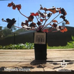 Heuchera Black Sea - Coral Bells -NatureNest Shop apo heuchera black sea tubestock large