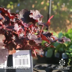 Heuchera Black Sea - Coral Bells -NatureNest Shop apo heuchera black sea tubestock side