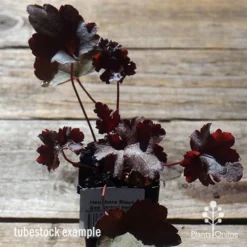 Heuchera Black Sea - Coral Bells -NatureNest Shop apo heuchera black sea tubestock top winter