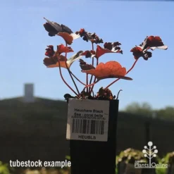 Heuchera Black Sea - Coral Bells -NatureNest Shop apo heuchera black sea tubestock winter