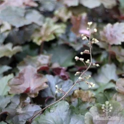 Heuchera Palace Purple - Coral Bells -NatureNest Shop apo heuchera palace purple
