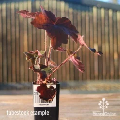 Heuchera Palace Purple - Coral Bells -NatureNest Shop apo heuchera palace purple tubestock