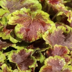 Heucherella Solar Eclipse - Foamy Bells 17 Heucherella Solar Eclipse - Foamy Bells -NatureNest Shop apo heuchera solar eclipse