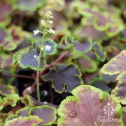 Heucherella Solar Eclipse - Foamy Bells 20 Heucherella Solar Eclipse - Foamy Bells -NatureNest Shop apo heuchera solar eclipse dark