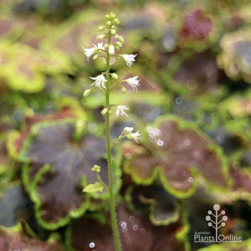 Heucherella Solar Eclipse - Foamy Bells 3 Heucherella Solar Eclipse - Foamy Bells - Image 3