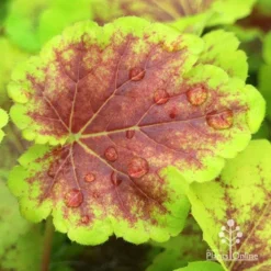 Heucherella Solar Eclipse - Foamy Bells 19 Heucherella Solar Eclipse - Foamy Bells -NatureNest Shop apo heuchera solar eclipse leaf